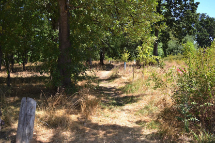 The natural surface trail to the off-leash pet area has bumps and ruts along the trail surface The natural surface trail to the off-leash pet area has bumps and ruts along the trail surface
